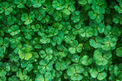 control 4 leaf clover|Iba pa.